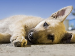 Кто травит собак на Днепропетровщине? (видео)