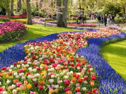 В Голландии зацвели миллионы тюльпанов в Королевском парке: удивительные фото сада