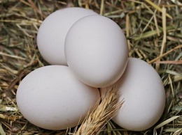 Практический совет: как правильно варить яйца
