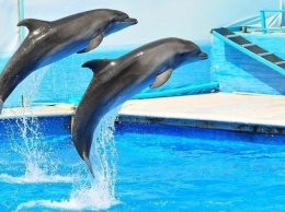 Минкульт хочет запретить насмешки над дельфинами и общение с ними в пьяном виде