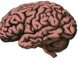 Выращенный в лаборатории мини-мозг самостоятельно связался с мышцами