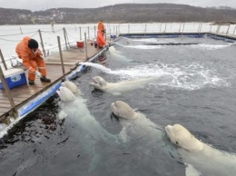 В Приморье подписано соглашение о судьбе обитателей "китовой тюрьмы"
