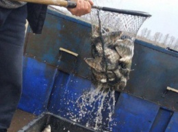 Водохранилище в Таращанском районе Киевщины пополнили 4 тоннами растительноядных видов рыб (фото)
