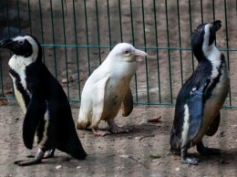 В польском зоопарке появился пингвиненок-альбинос, который бы не выжил на воле. Умилительные фото