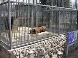 Симферопольские львы, тигр и верблюд переедут в новые "квартиры"
