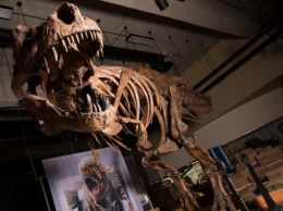 Скелет тираннозавра из Канады оказался крупнейшим известным на данный момент