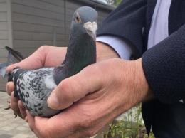 В Бельгии голубь был продан за рекордную сумму - 1,2 миллиона евро
