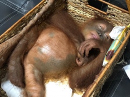 На Бали в багаже россиянина обнаружили орангутанга под действием наркотиков