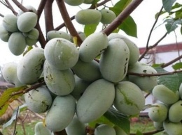Одессит выращивает мандарины и гранат в открытом грунте (ФОТО)