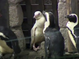 В Польше состоялся дебют невероятно редкого пингвина-альбиноса (фото, видео)