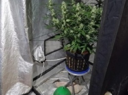 Киевлянин в собственной квартире оборудовал подпольную теплицу для выращивания конопли (фото)