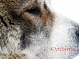 Суд решил отобрать собаку у жительницы Запорожской ообласти