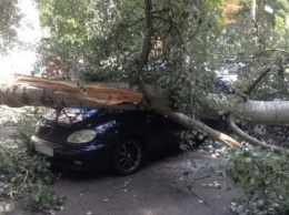 В Запорожье на автомобиль рухнуло дерево