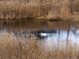 Прекрасные лебеди нашли убежище в затопленной торфоразработке зоны отчуждения ЧАЭС. Фото