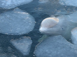 Ученые из 30 стран предложили помощь в реабилитации китов в Приморье
