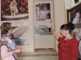Фотовыставку про кошек представили в Центре инклюзивной культуры Севастополя