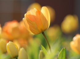 Фиалки, гиацинты и тюльпаны: смотри, какая красота в садах одесситов