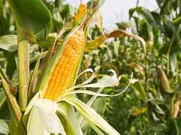 Под Харьковом фермер захватил и засеял кукурузой государственную пашню