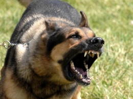 Во Львовской области водитель-нарушитель натравил пса на полицейских