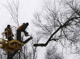 В Харькове будут рубить деревья