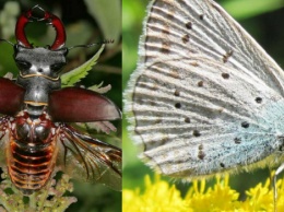 Восемь видов краснокнижных насекомых нашли на территории Кременчуга