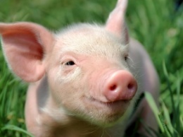Блогер поедал голову свиньи на фестивале веганов