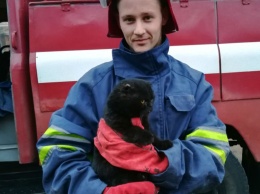 В Васильковке на Днепропетровщине пять спасателей снимали кошку с крыши дома