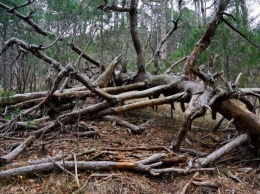 Сильный ветер на Полтавщине: повреждено 140 гектаров леса