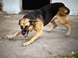 В Николаеве бешеная собака покусала пять человек - трое в БСМП