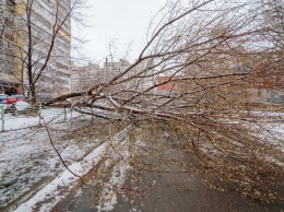 Древопад в Днепре: аварийное дерево перегородило проезд