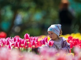 Никитский ботсад на параде тюльпанов представит "живой антиквариат"