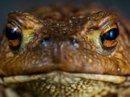 Ученые установили, что бразильская жаба ищет партнеров для спаривания с помощью свечения