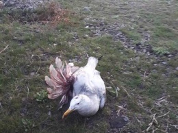 Никопольчане спасли умирающую чайку