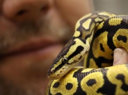 Американец украл метровую змею, засунув ее себе в штаны