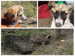 Два щенка из трубы в городском парке ищут дом