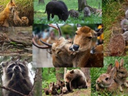 В украинских лесах начался "сезон тишины" для диких животных