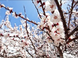 В Украине раньше времени зацвели первые весенние абрикосы
