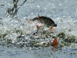 На реках Днепропетровщины ограничили вылов рыбы из-за нереста