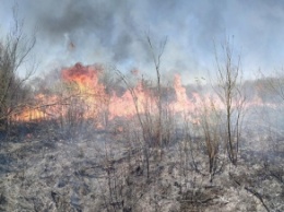 Под Ужгородом горело 35 гектаров леса (фото)