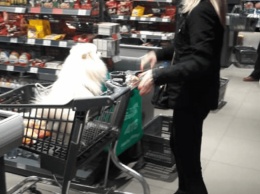 "Собака - это мой ребенок": в Днепра дама возила любимца в тележке
