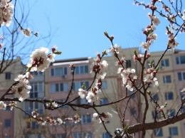 Все расцветает: как выглядит Одесса в начале апреля. Фоторепортаж