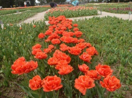 96 сортов иностранной селекции впервые представлены на традиционной выставке тюльпанов в Никитском ботаническом саду
