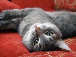 «Кошачий каннибализм»: Минсельхоз США отказался от исследований над кошками