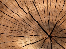Ученые из Швеции смогли создать прозрачную древесину для строительства