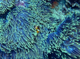 Южный коралловый риф находится в опасности