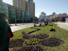 15 тысяч цветов украсят клумбы на площади 10 Апреля