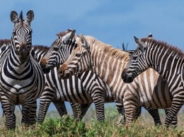 В Танзании обнаружили редчайшую зебру-альбиноса (фото)