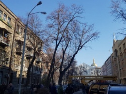 Специалисты "Киевзеленстроя" провели очередной этап обрезки деревьев, чтобы уберечь их от болезней, - КГГА