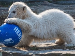В зоопарке Берлина медвежонка назвали в честь футбольного клуба (видео)