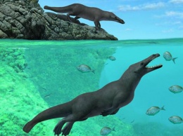 В Перу найдены останки древнего четвероногого кита
